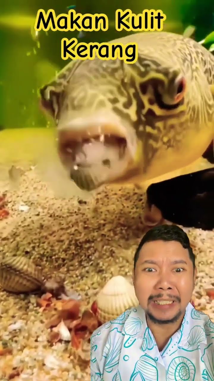 Ikan makan Kulit kerang lucu #fish #aquarium #fishtank #wildlife #shortsfeed