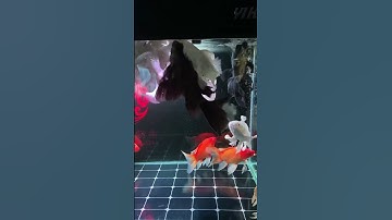 Thức ăn cao cấp cho cá chép phi tần #cachepsutu #chépsưtử #chepsutu #chepphitan #cachepphitan