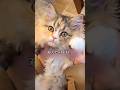 子猫を迎えたはずなんですが。　　　#shorts