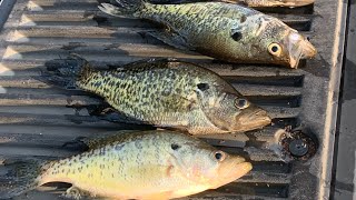 Catching Big Crappie In Shallow Water.