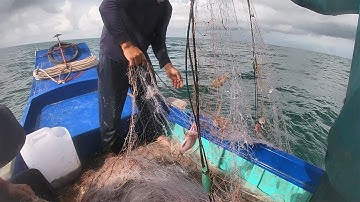 Kéo Lưới Tôm - Tôm Chì, Thẻ, Sú, Cá Đuối |Câu Mực Biển Tây #208
