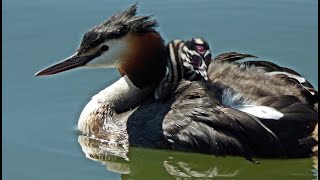 Great Crested Grebe babies!