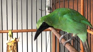 Download Lagu Percobaan penanganan cucak ijo serak sampai hilang suara (Update hari pertama penanganan) MP3