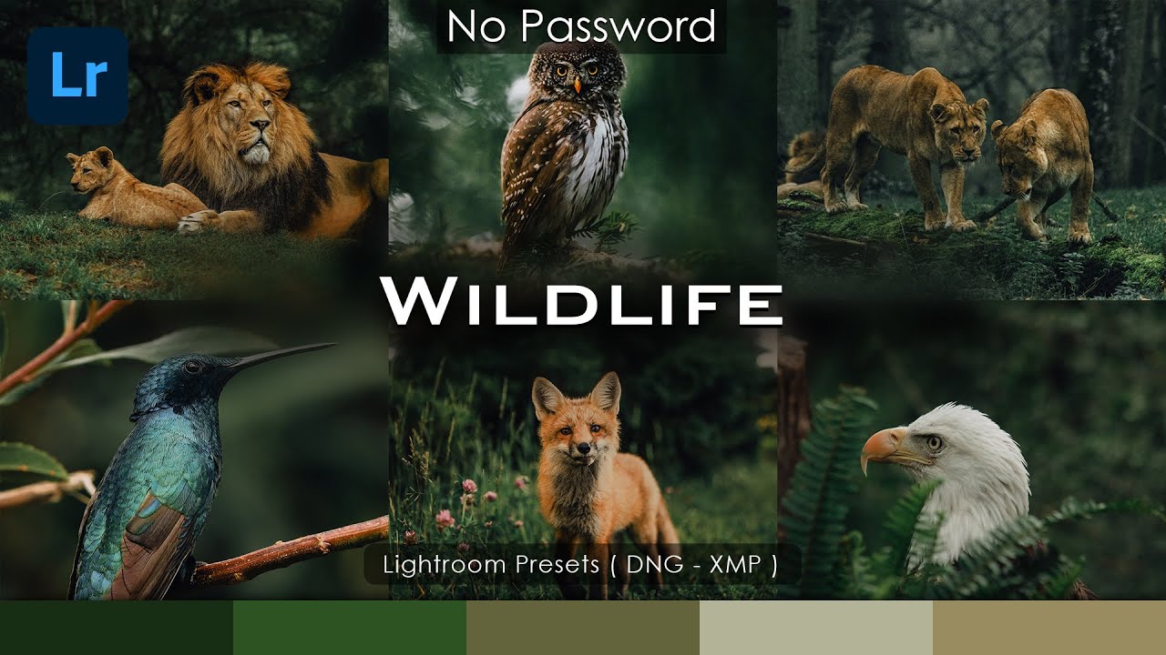 How to edit  wildlife photos [ Wildlife Presets ] lightroom presets | lightroom wildlife photography