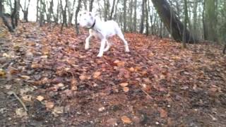 Skye - Staffordshire Bull Terrier X Old English Bulldog Puppy