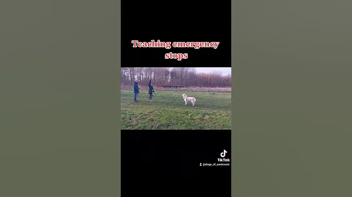 How to teach your dog an emergency stop