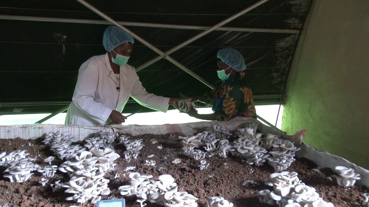 Oyster Mushrooms Harvesting in Rwanda