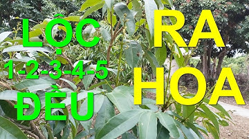 Nguyên nhân cây Vải lộc 3 - 4 muộn ra lộc không ra hoa. Biện pháp khắc phục.