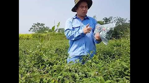 1 bịch Trà túi lọc cà gai leo Sadu 250g, hỗ trợ tăng cường chức năng giải độc gan