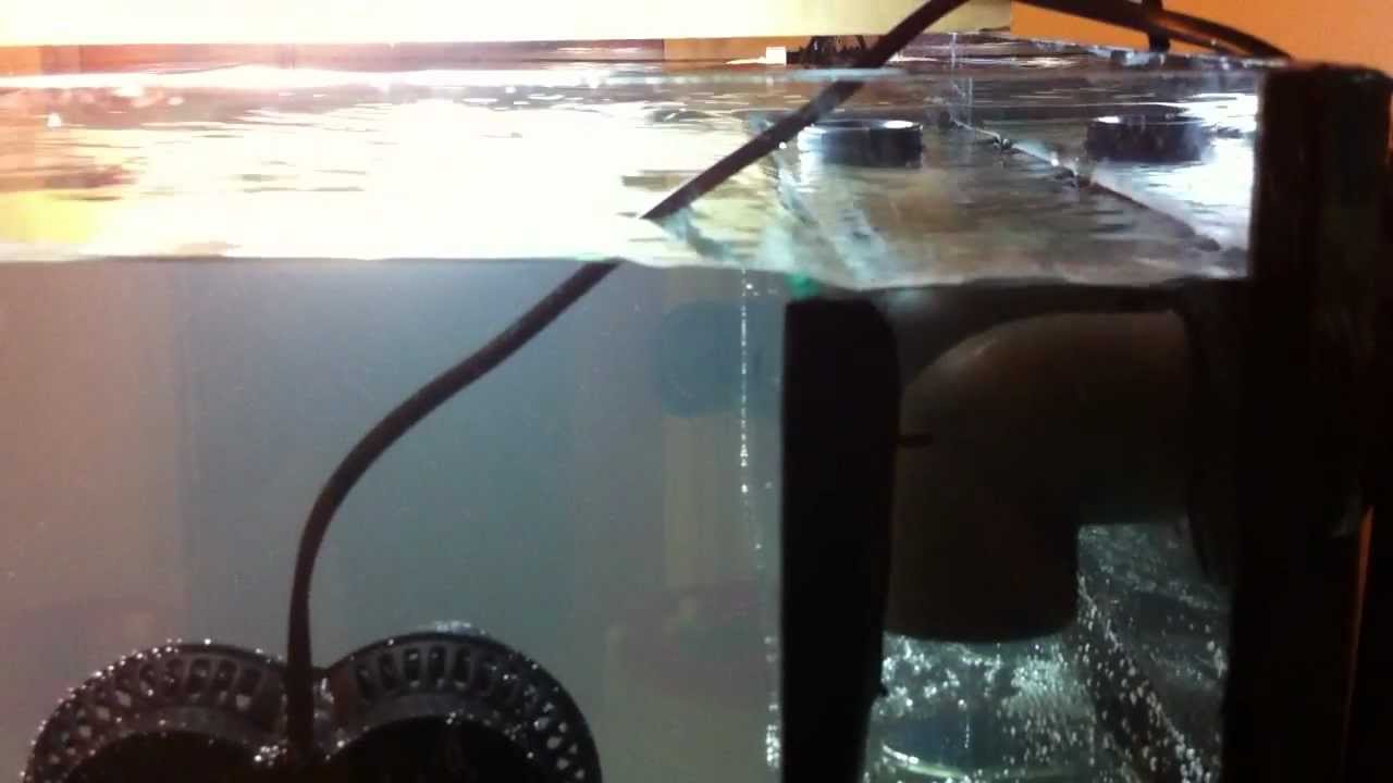 Bean Animal overflow test - YouTube