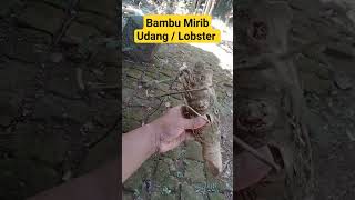 Bambu mirib Udang lobster ( Langka )