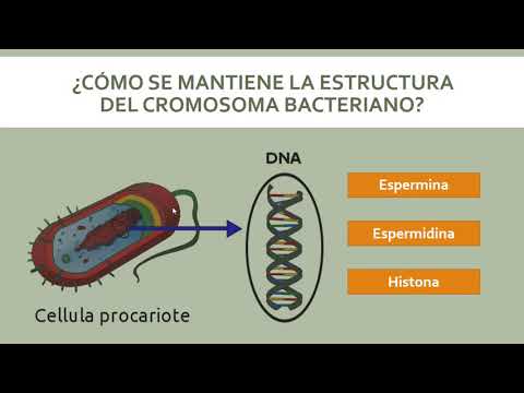 Video: ¿Cómo ayuda el intercambio de información genética a las bacterias a sobrevivir?