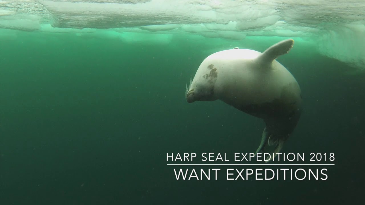Harp Seal Swimming Under the Ice