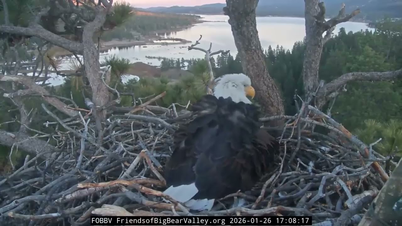 big bear eagle  1 26 2026 Egg #2 Is Here!
