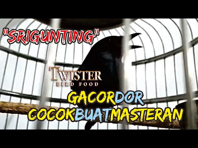 SRIGUNTING GACOR DOR COCOK BUAT MASTERAN class=