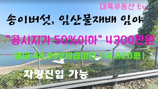 송이버섯, 임산물재배 가능한  차량진입 하는 완전공짜 임야