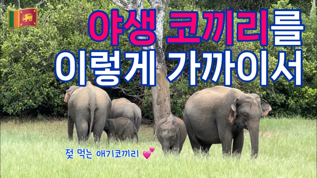 🐘 야생 코끼리를 만날 수 있는 스리랑카 국립공원 | 카우둘라 국립공원 사파리