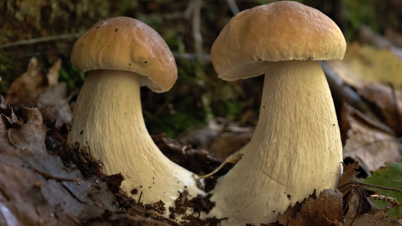 ПОШЁЛ В ЕЛЬНИК И ПОПАЛ НА КЛОНДАЙК БЕЛЫХ ГРИБОВ! ЭТО САМЫЙ НАСТОЯЩИЙ РАЙ! ТАКОГО НЕ ОЖИДАЛ! 