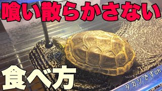 【亀の餌取り 餌やり編】亀の餌の食べ方で水槽掃除や水換え減少