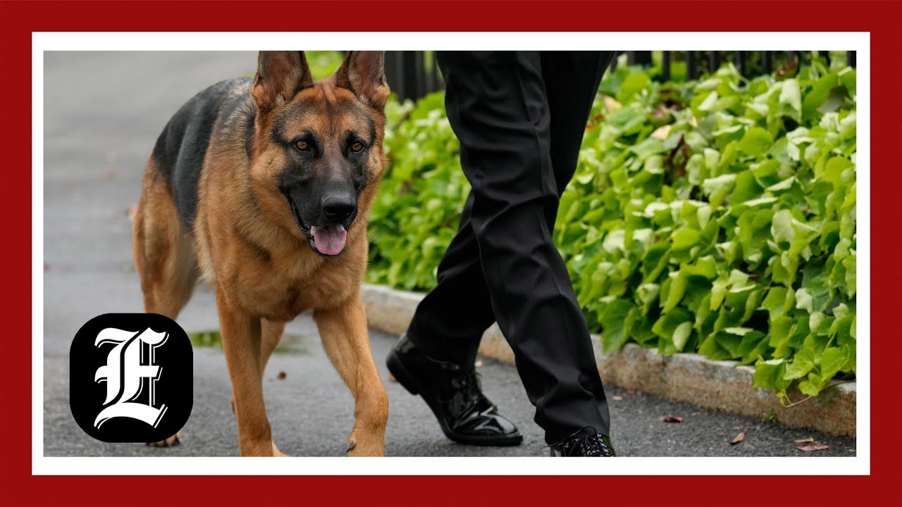 Joe Biden’s dog Commander had at least 24 biting incidents with Secret Service, new documents show