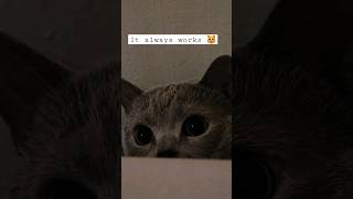 My cat tries to hypnotize me 🫣...#shorts #viral #cutecat #funny #kingsimba #ytshorts #trending #fyp