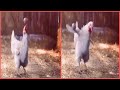 【驚愕】鶏 リフティングする　神業　#shorts