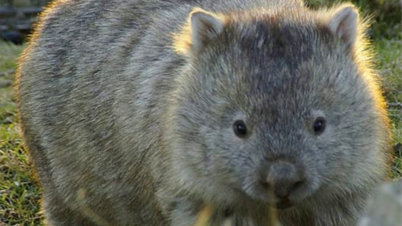 wombat baby toy Wombat Facts Interesting Facts about Wombat Facts about Wombat