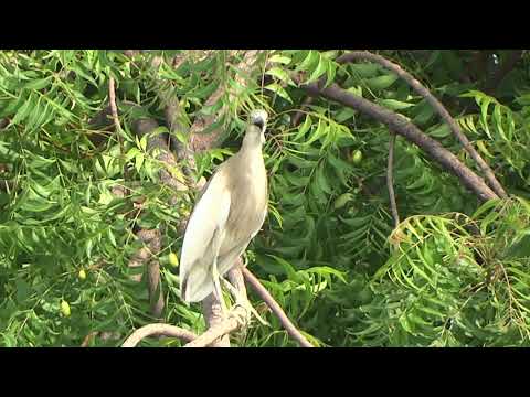 కొంగ - Indian Pond-Heron