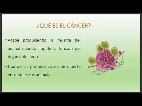 Video: Tratamiento Del Cáncer En Mascotas Con Medicina Integrativa: Parte 1 - Enfoques Para El Tratamiento Del Cáncer En Mascotas