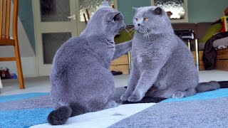 British Shorthair Fighters