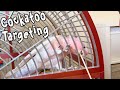 Pink Cockatoo Targeting All Over the Cage