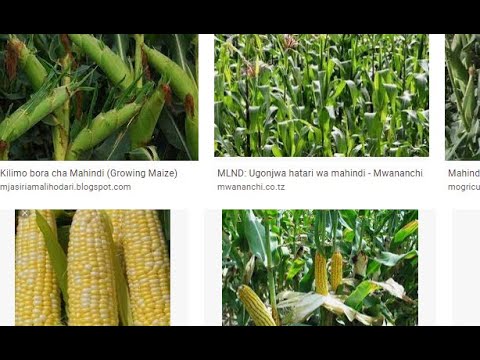 JINSI YA KULIMA MAHINDI YA KUCHOMA WAKATI WA KIANGAZI