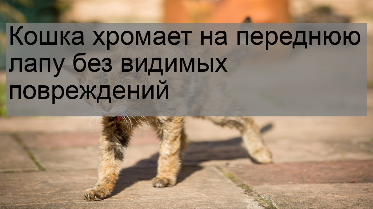 Хромая лапка. Кошка припала на передние лапы. Кошка хромает на переднюю лапу.