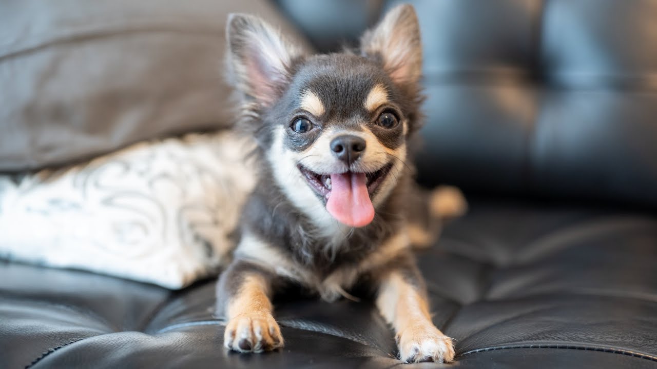 ママが来ると笑顔になる子犬のチワワ