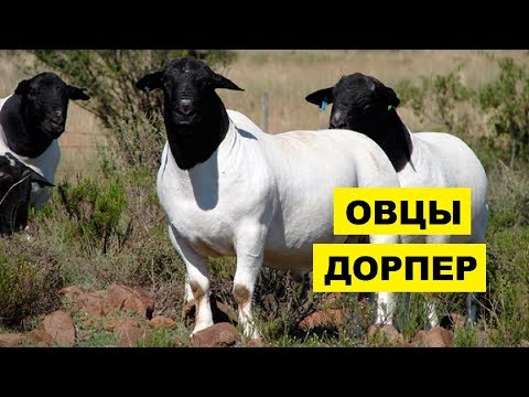 Разведение овец дорперов как бизнес идея | Овцеводство | Овцы дорпер
