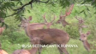 Sekar - RUSA - Lagu Anak Terbaru 2020 Ciptaan GANDHI GENDON