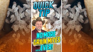 QUICK TIP - No More Grain Mites ... Ever! - Preventing Grain Mites In Your Mealworm Colony - #Shorts