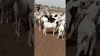 130 rams 35,100,000   Each 270,000 08030648834