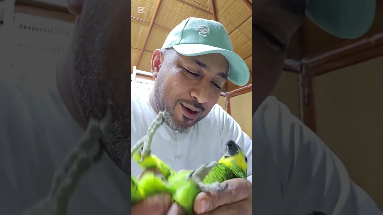 بعض االاشياء الي لازم نفهمها و التصرفات الي تصدر من الطيور و طريقة التعامل معها 