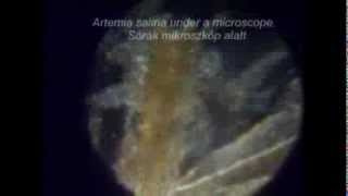 Artemia salina under a microscope.