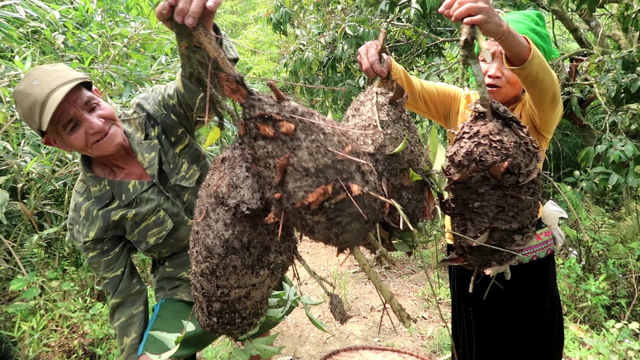 Eat ant eggs | Horror asian cuisine