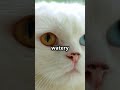 Why don't you know that? #cathealth #catfactoid #kitten #catcuriosity #catlovers #cute