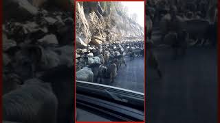 Gonca coşkun dağlar seni delik delik