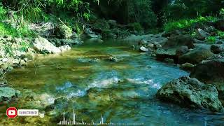 Beautiful Forest River Sounds 💧 Relax, Sleep Deeply & Clear Your Mind #RelaxingSounds screenshot 5