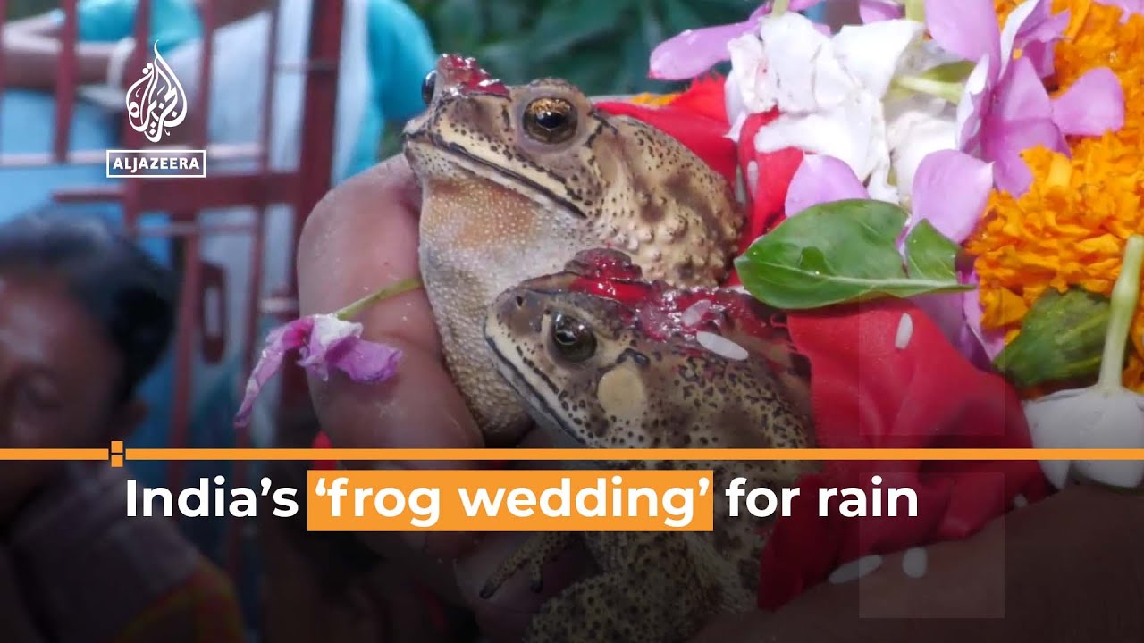 Indian villagers throw wedding for frogs to break drought | Al Jazeera ...