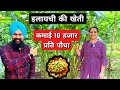 इलायची खेती की पूरी जानकारी cardamom farming in india Elachi ki kheti