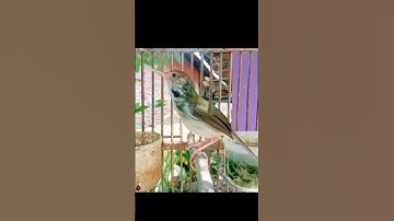 prenjak lumut gacor nembak#prenjaklumutgacor #prenjakmerah #prenjakgunung #shorts