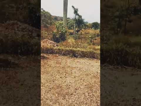 Ketauan Terciduk Anak ABG ML di Kebun