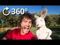 360º Talking Kangaroos - Australia 4K