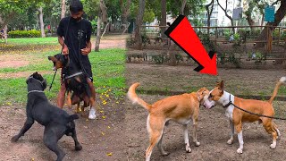 Este Dóberman defiende su espacio de Cane corso   Bull terrier, Rottweiler en las calles